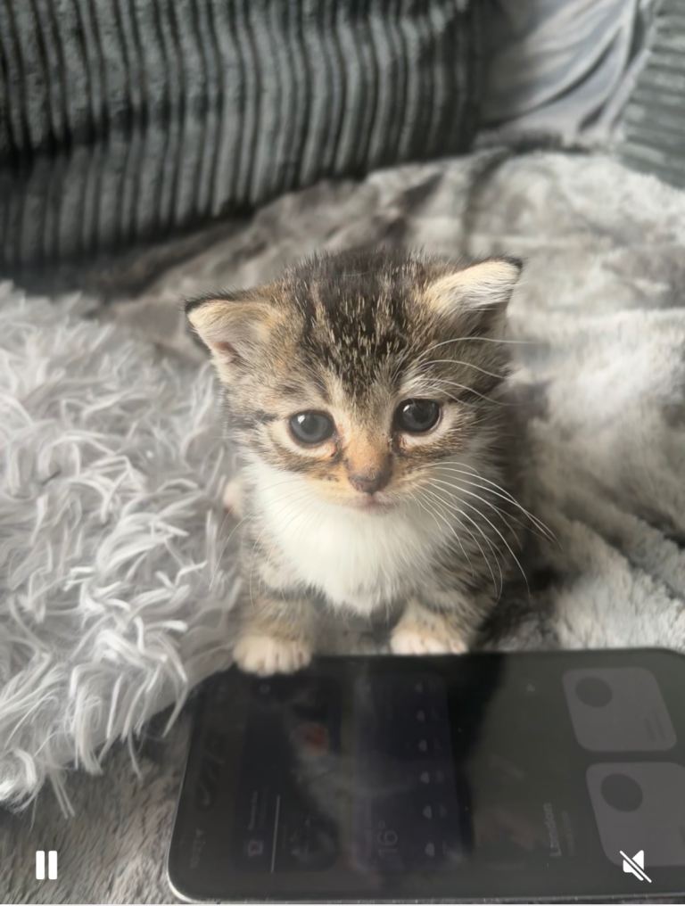 Tabby kittens 