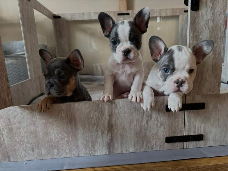 French Bulldog puppies 