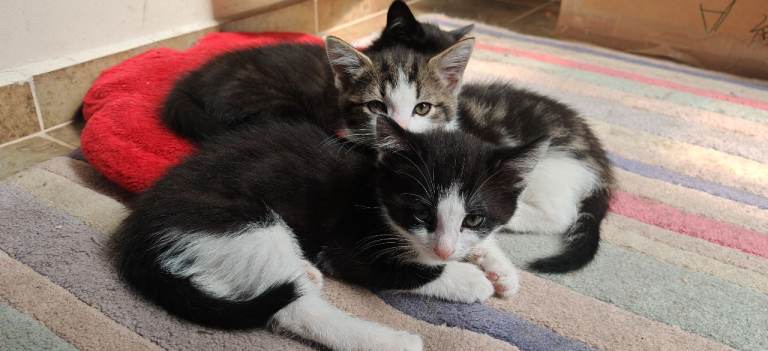 Kittens ready to go 