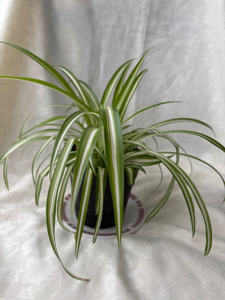 Spider plant 