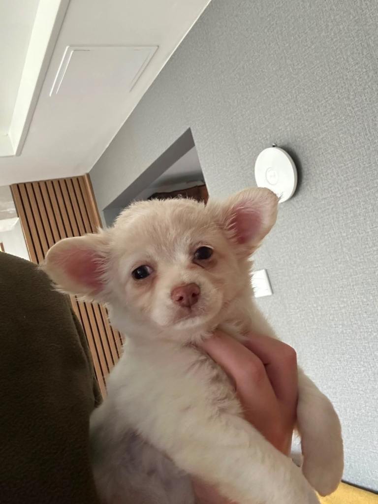 Pure Pedigree Long Haired Chi Pups