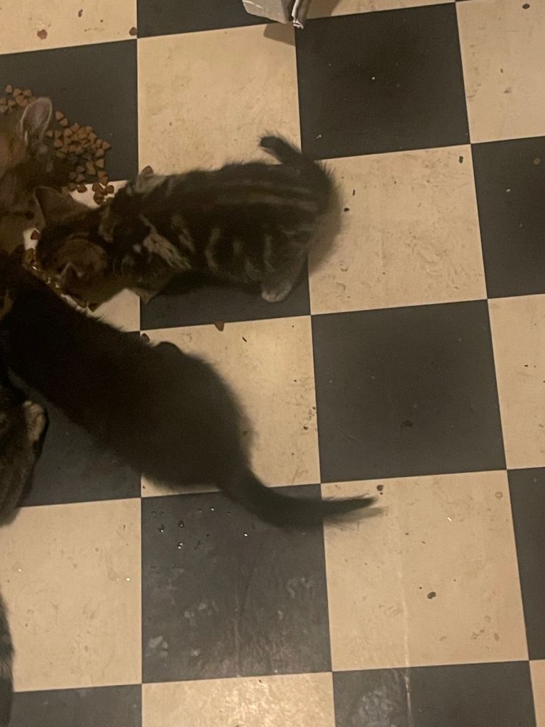 5 new kittens ready to meet their owners 