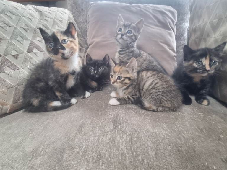 Beautiful Tabby and tortoise shell kittens