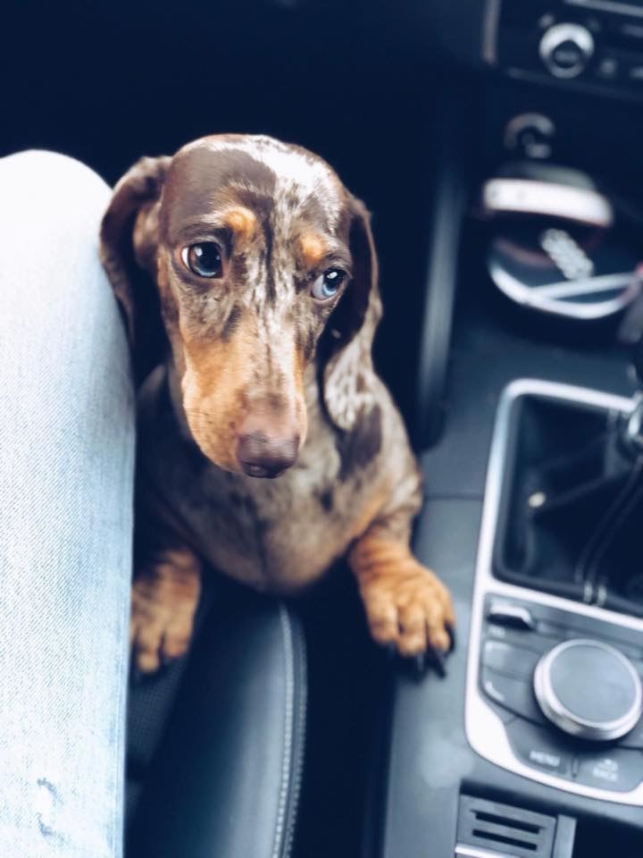 Miniature dachshund puppies KC reg