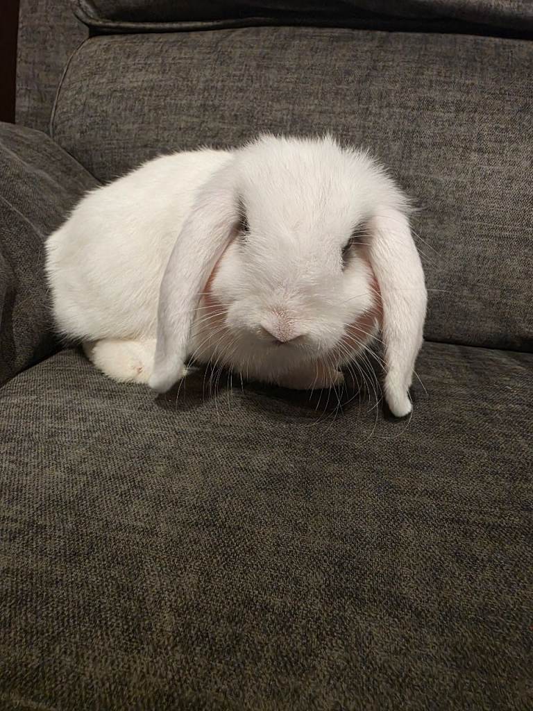 10 week old mini loprabbit 