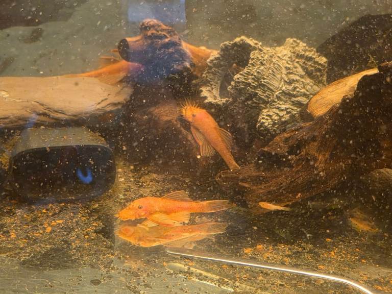 Super red bristlenose plecos, Snow white plecos babys 