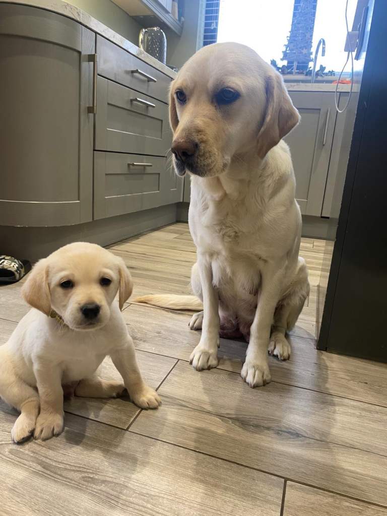 image for Lab/retriever pup