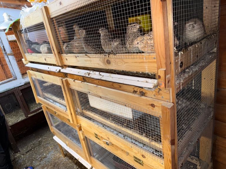 Quail cage complete setup 