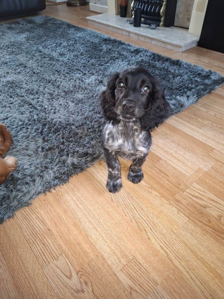 Show type cocker spaniels 