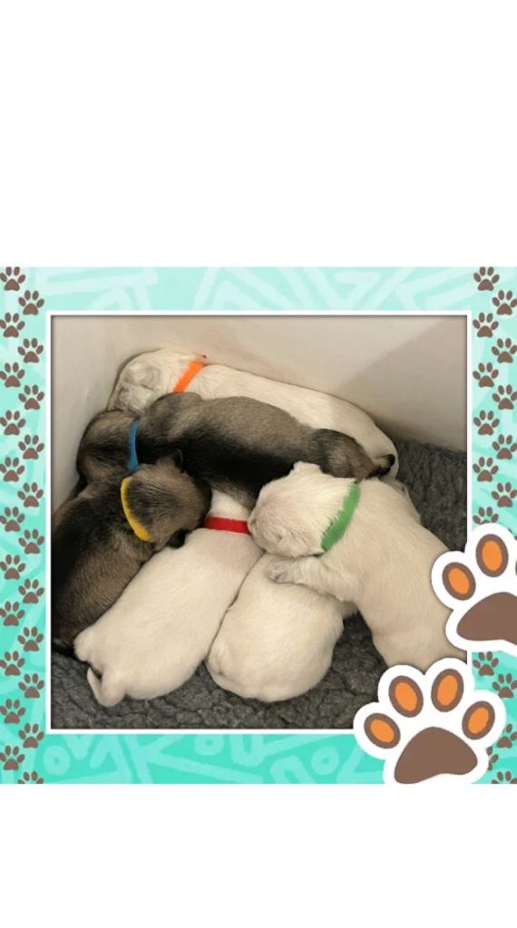 Stunning KC Reg Miniature Schnauzers