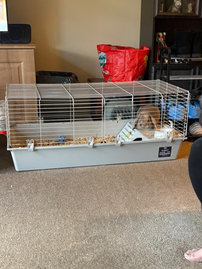 One year-old male rabbit