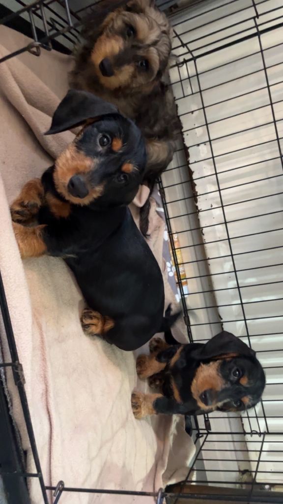 Miniature Dachshunds 