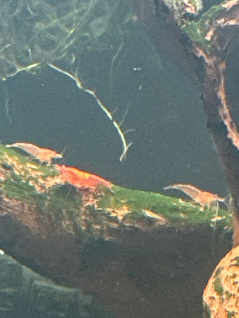 Cherry shrimp / Tropical fish 