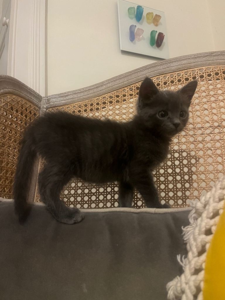 🐾 Lonely Little Russian Blue Boy Looking for Love 💙