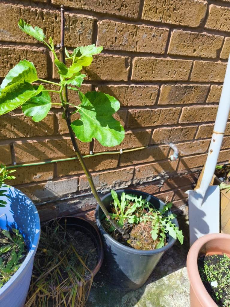 Fig tree. 