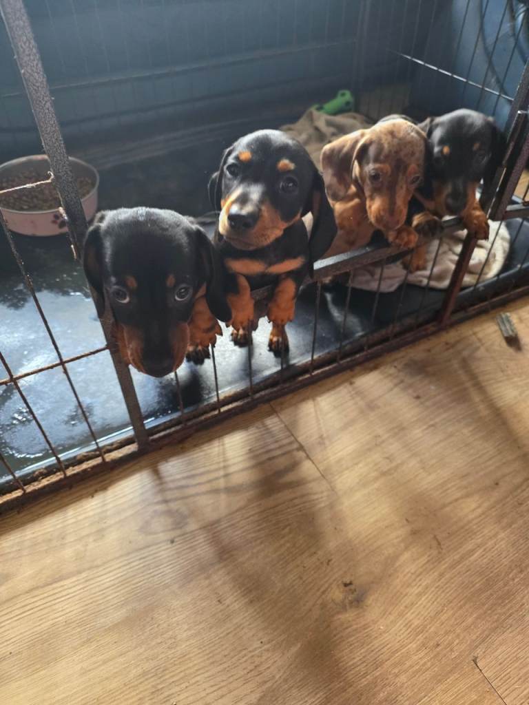 Miniature dachound puppies 