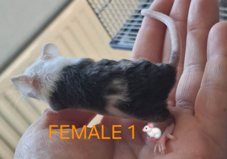 Male & female fancy mice 🐭🐾