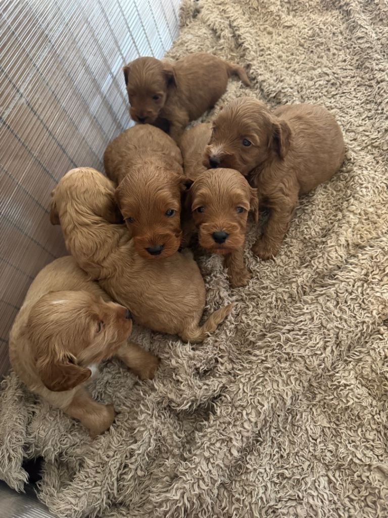 Cockapoo Puppies 