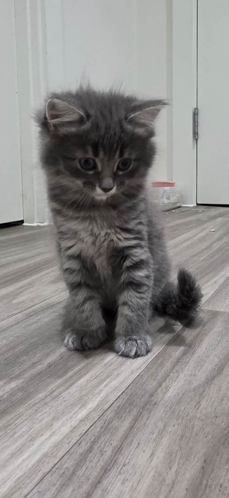 Kitten half Maine coon half Sinerian