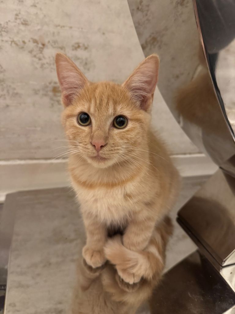 Beautiful 14 week kittens for sale, Ginger 🧡 Black 🖤 Grey 🩶