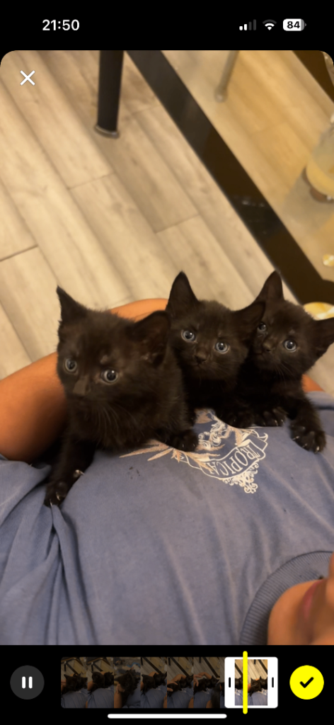 4 weeks old kitten 