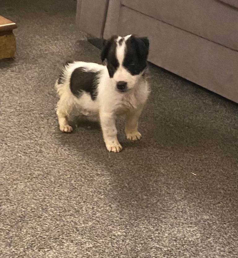 Lakeland x terrier puppies