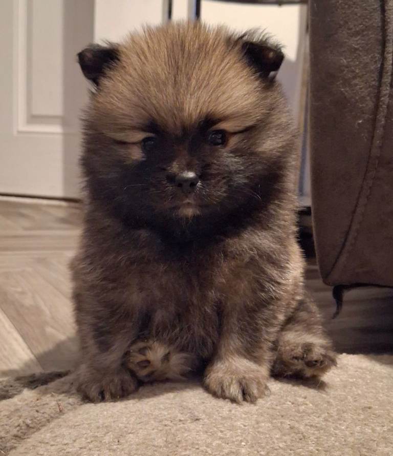 Beautiful full pomeranianready in 3wks!🥰