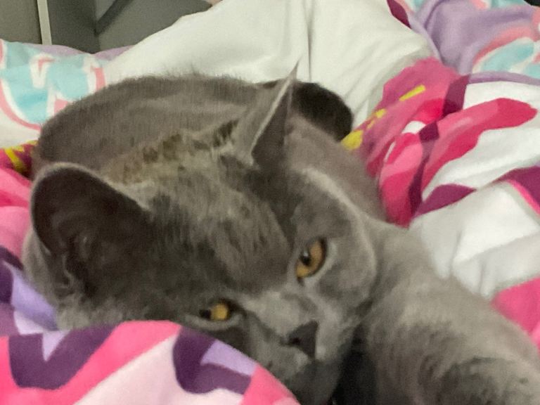 1.5 year old beautiful British Shorthair looking for a new home 