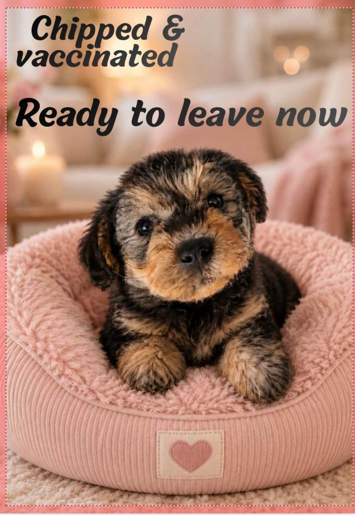 Miniature poodle X terrier miniature poodle x