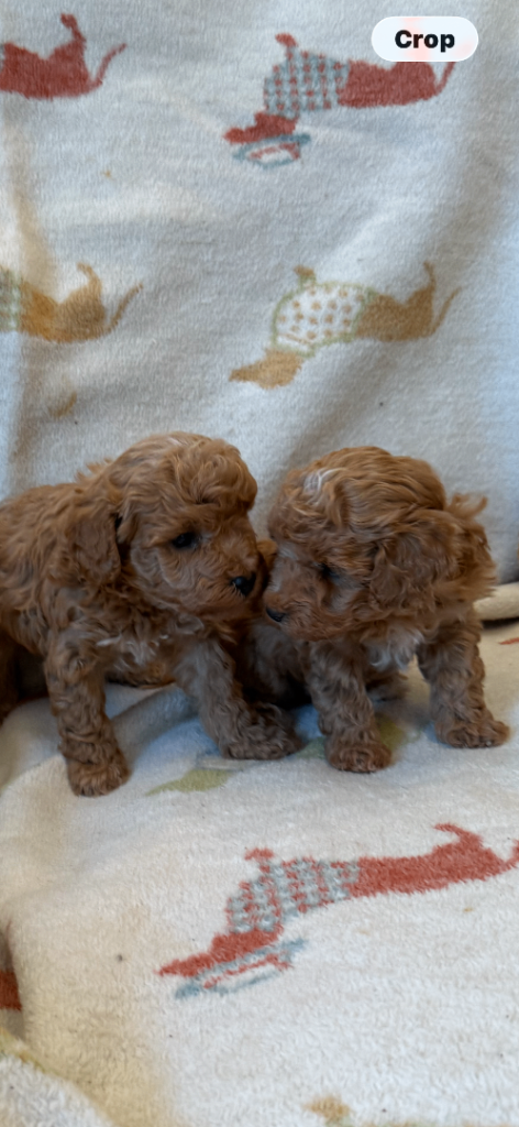 Toy poodle puppy s