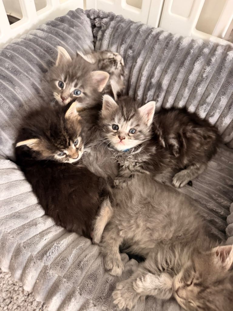 Maine Coon