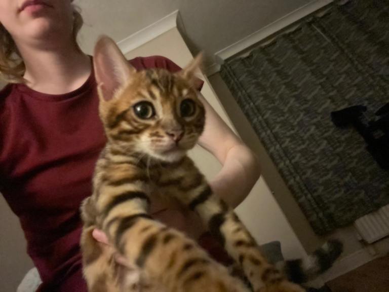 Bengal kittens