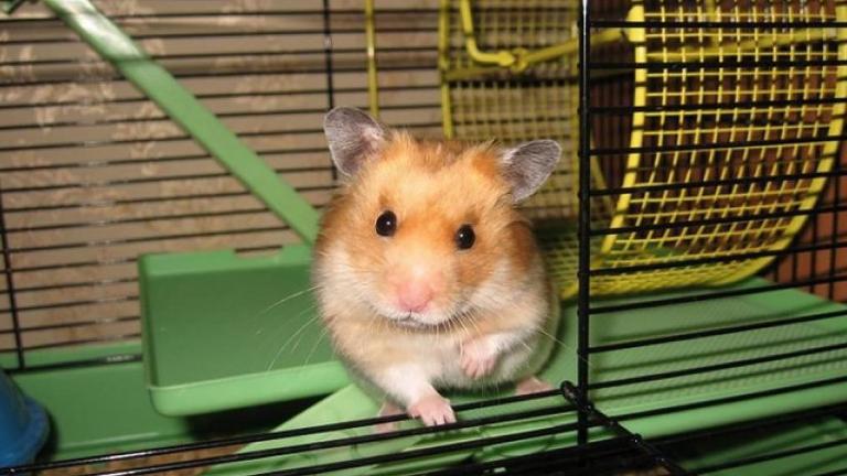 Free Ginger Hamster 1 year old