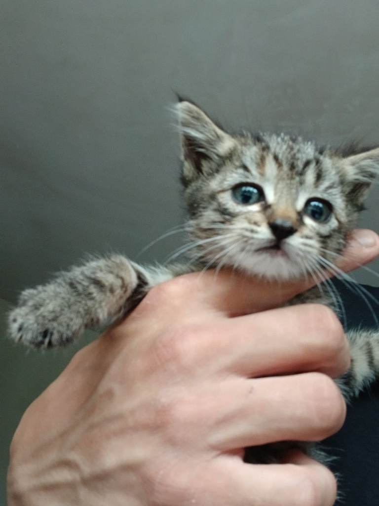 Brown Tabby Kitten