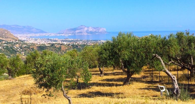 Olive tree Sicily