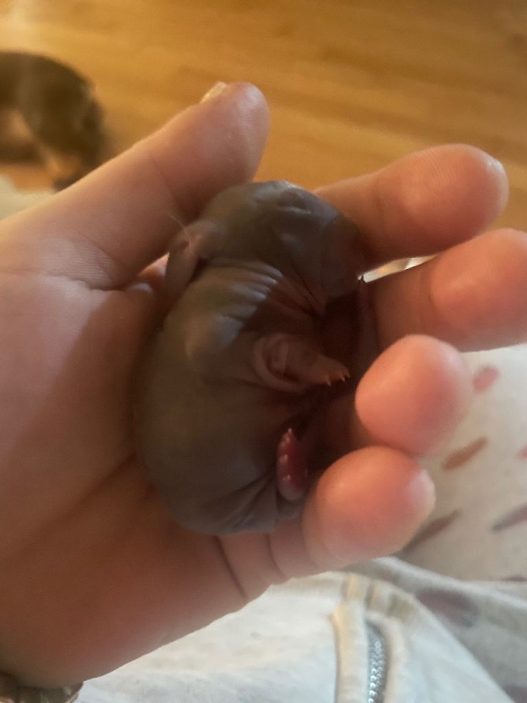 Mini lop bunnies for sale 