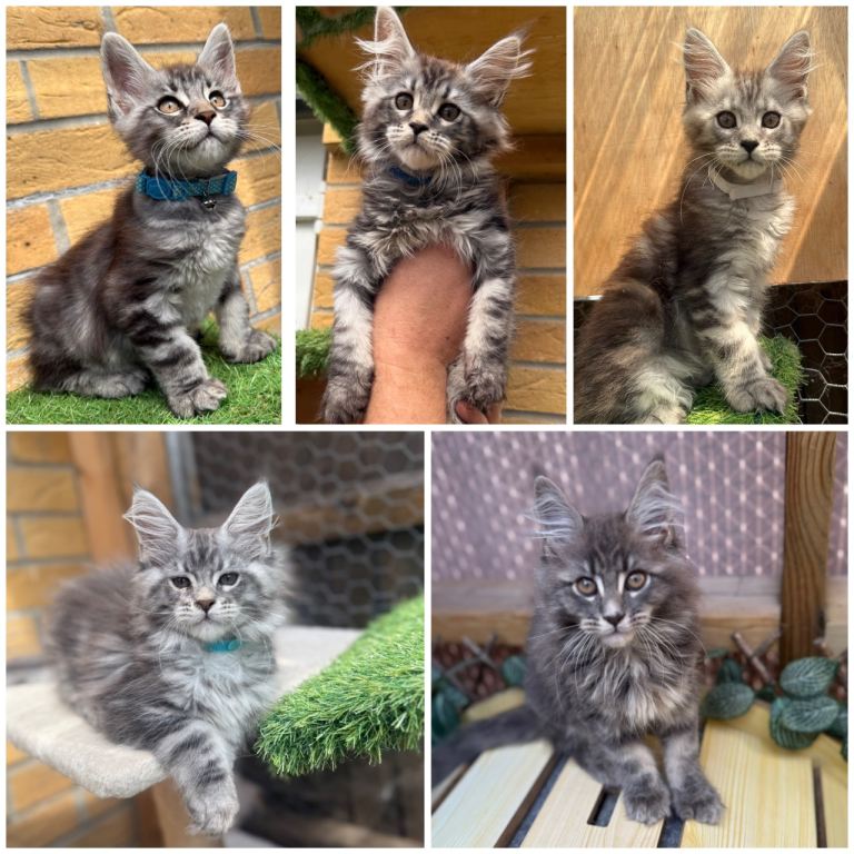 Pure bred Maine coon kittens from champion blood line