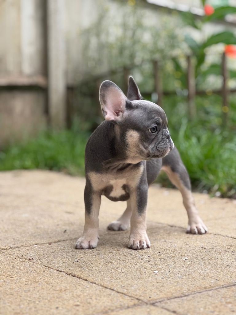REDUCED PRICE FOR WEEKEND KC French Bulldog Puppies Lilac, Black Tan, Fawn