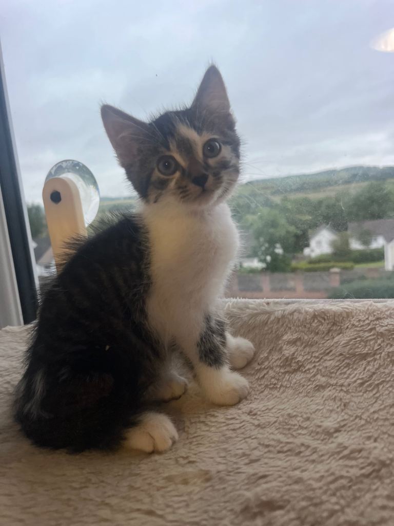 3 LEFT Beautiful kittens