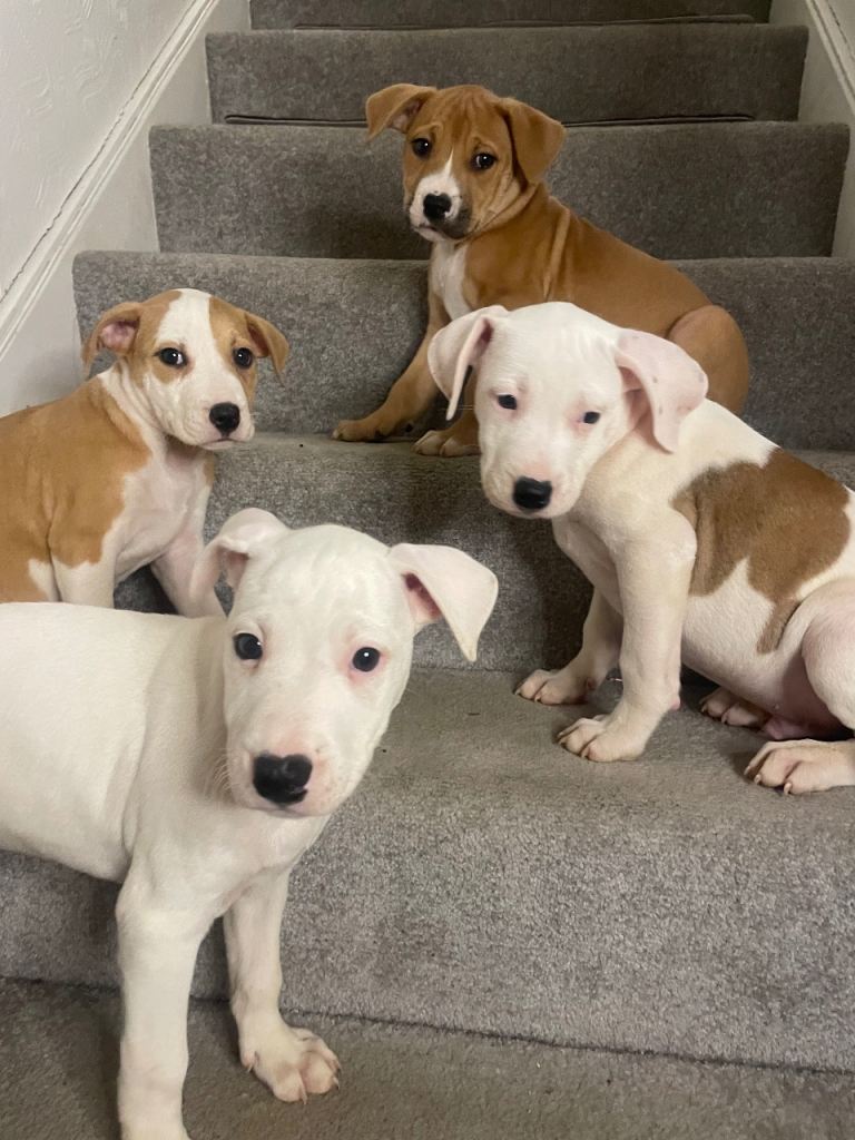 ✨🐶Staffordshire X Masstiff