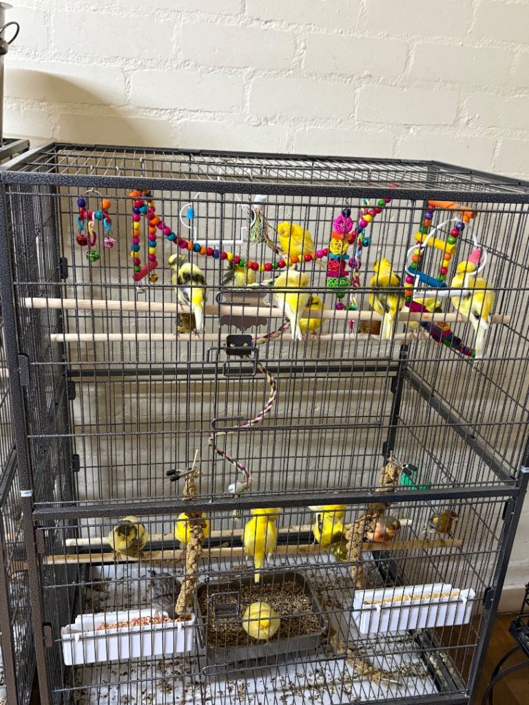 Canaries 