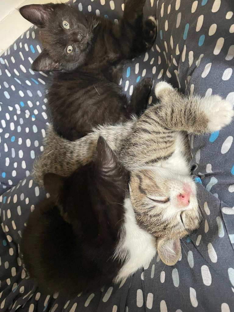 7 Adorable Kittens Ready Now 