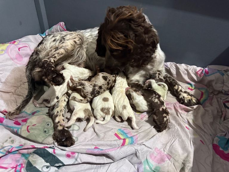 Cocker spaniel puppy’s 