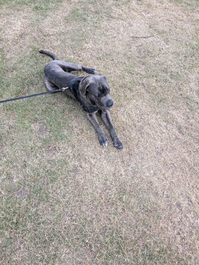 Cane corso