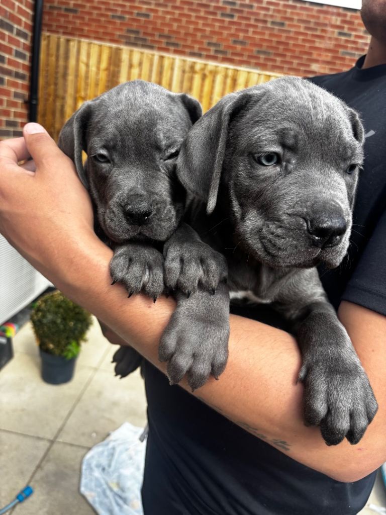 Cane corso puppies 🐶