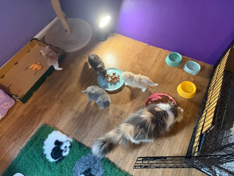 😻ONLY 2 LEFT STUNNING PERSIAN KITTENS😻