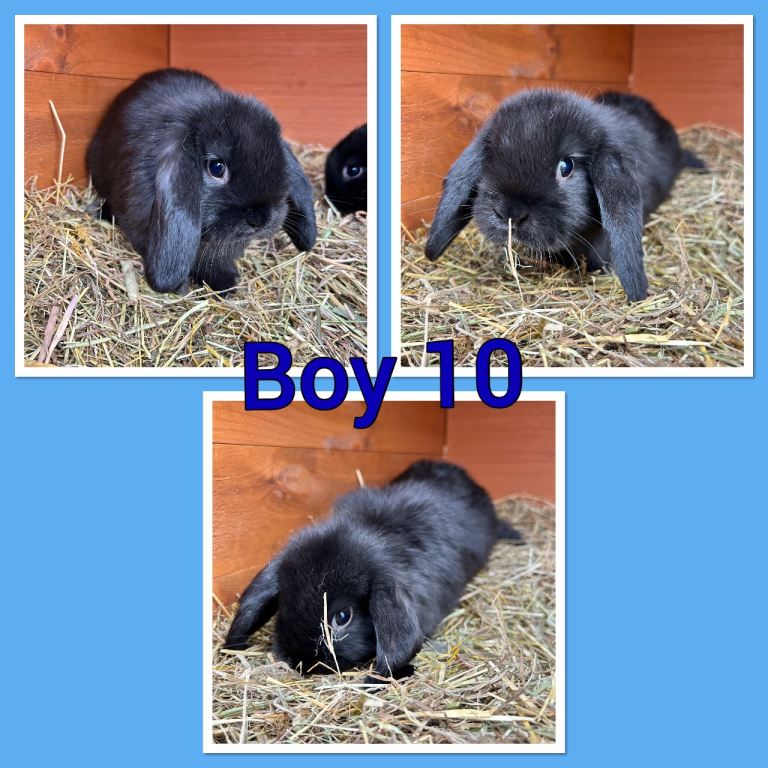 Mini lop babies 