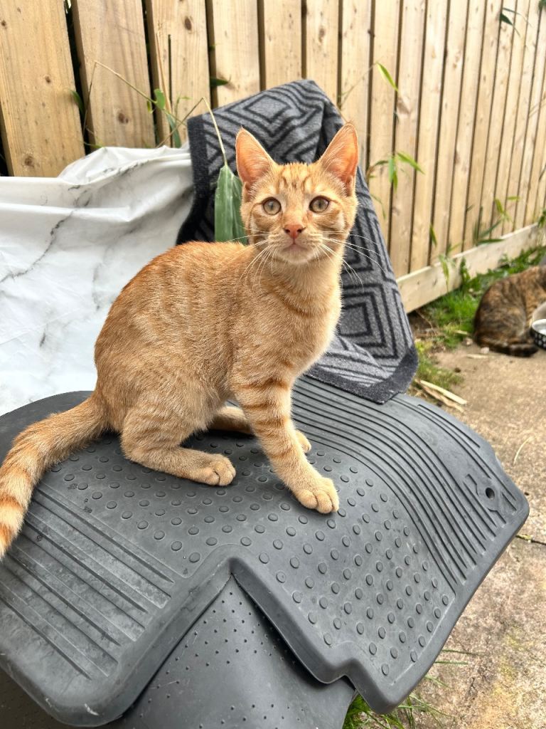 2 Kittens for sale