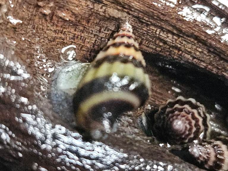 Assassin snails