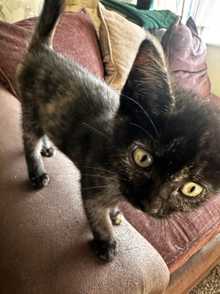 British short hair mix breed kittens with blankets